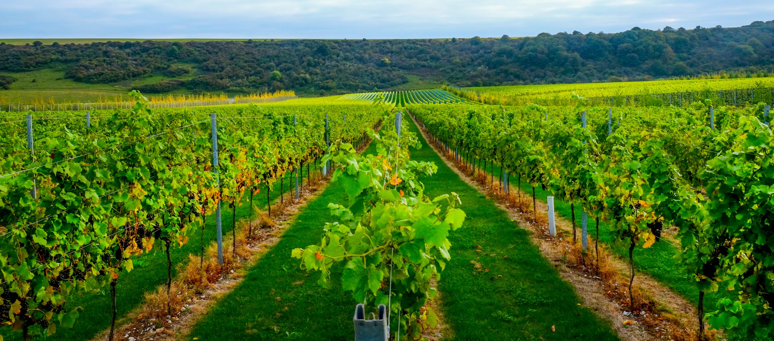 You are currently viewing 21 vineyards in the South East to visit in 2021