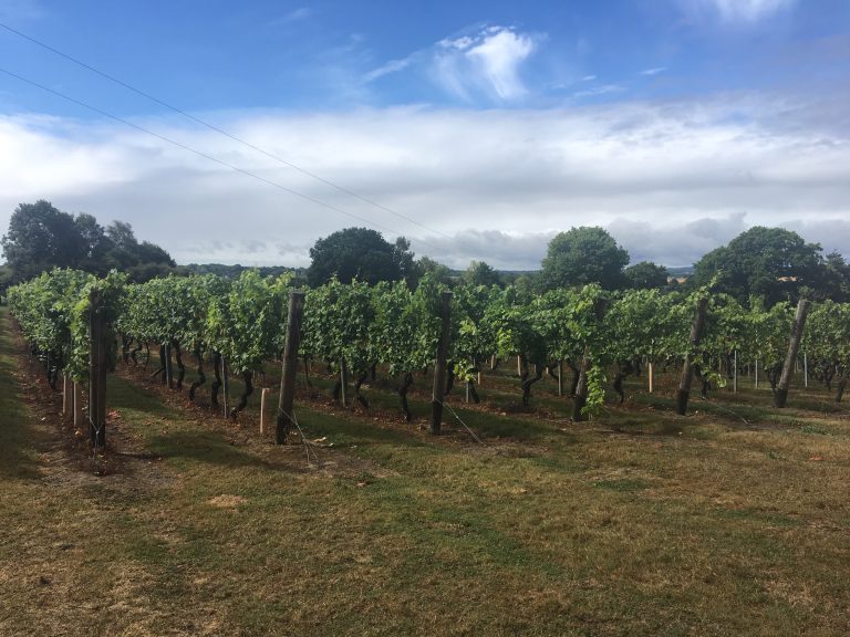 Read more about the article Vineyards to visit in Kent, Surrey and Sussex during lockdown