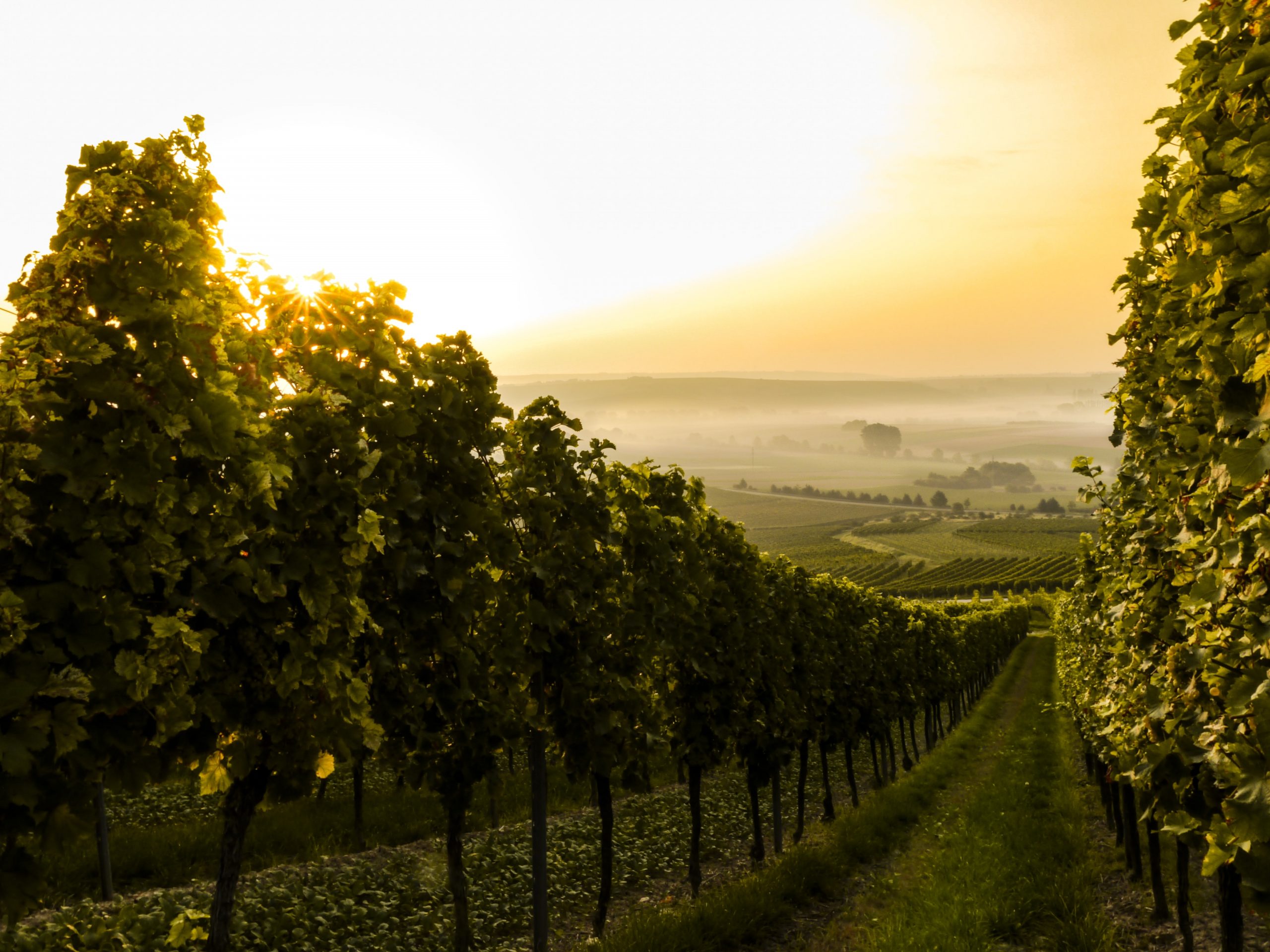 Autumn days in the vineyard. Image: Sven Wilhelm / Unsplash