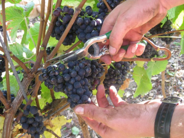 Read more about the article English wine harvest: Join the annual vineyard celebrations